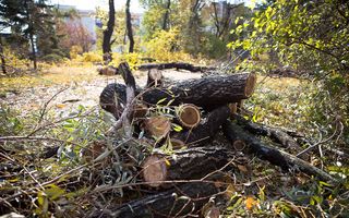 Омские власти готовы запретить вырубку леса в курортных зонах