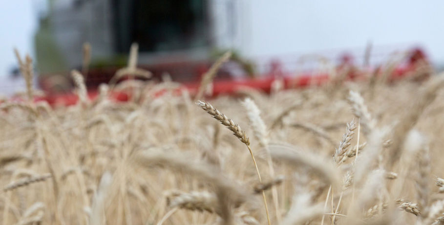 Азербайджан и Казахстан скупают омскую пшеницу тысячами тонн