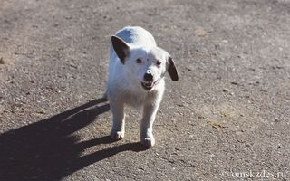 В Омской области собаки ежегодно кусают около пяти тысяч человек
