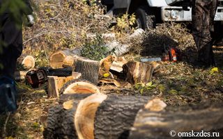 В Омской области незаконно вырубили деревья на 10 миллионов рублей
