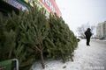 В Омске с 1 декабря начнут продавать елки