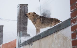 Омские депутаты обсудили, что делать с бездомными собаками