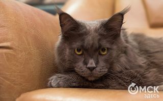 День домашних животных: самые очаровательные кошки Омска