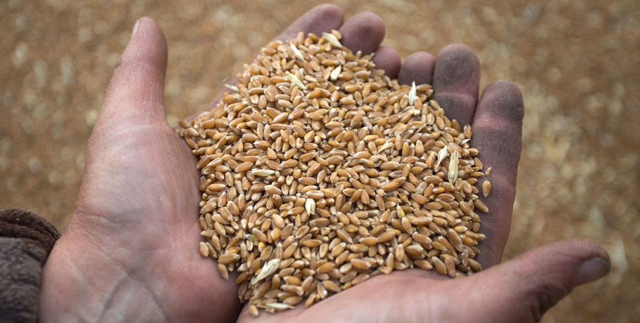 Омский урожай вывезут из региона зерновым экспрессом