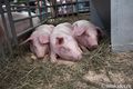 Весной в Омскую область может вернуться чума свиней