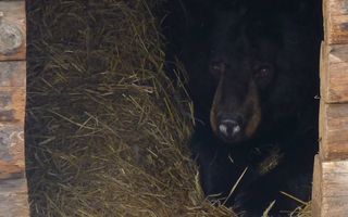 Медведь в Большереченском зоопарке не может уснуть без мамы