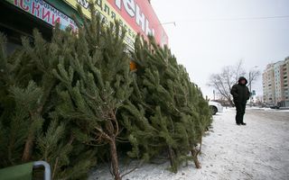 Незаконный елочный базар закрыли в центре Омска