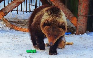 Омичей беспокоит не спящая в Большереченском зоопарке медведица