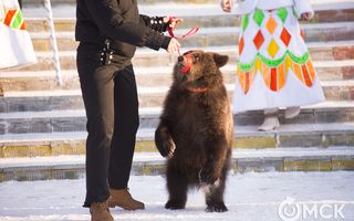 Омский цирк ответил на обвинения в жестокости к медвежонку Юле