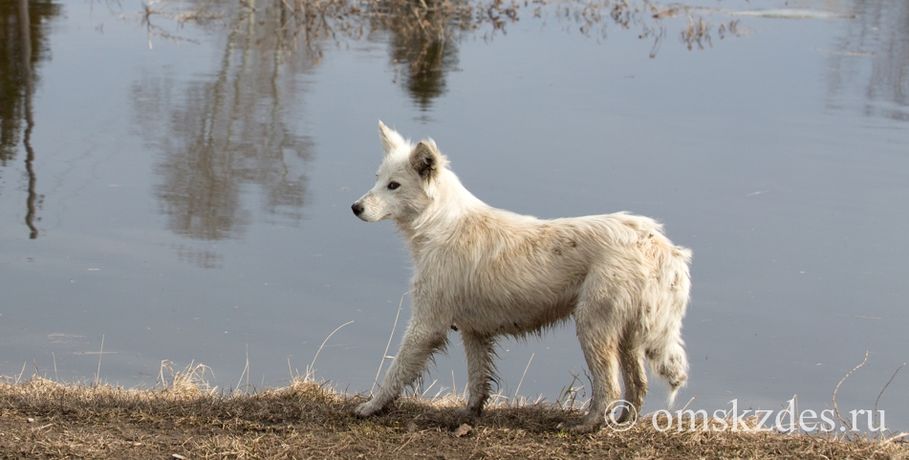 Омский парк выплатил 120 тысяч рублей за укусившую ребенка бродячую собаку