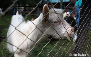 В Большереченском зоопарке родились "молочные" зааненские козы
