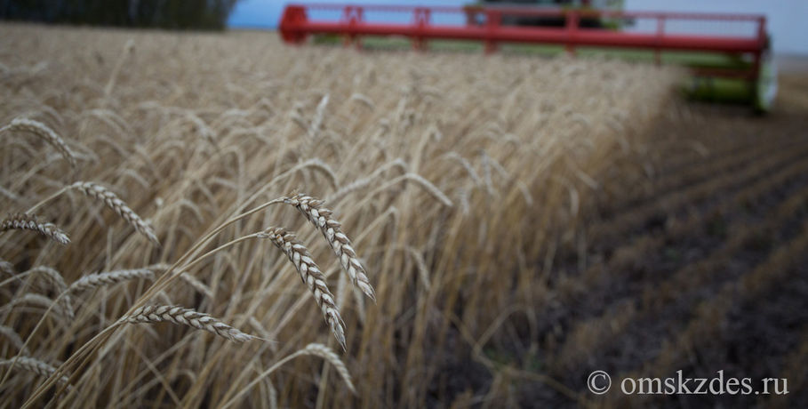 Омскую пшеницу снова можно продавать в Китай