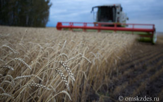 Омскую пшеницу снова можно продавать в Китай