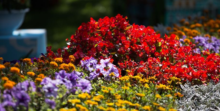 Омские власти обещают летом высадить полтора миллиона цветов