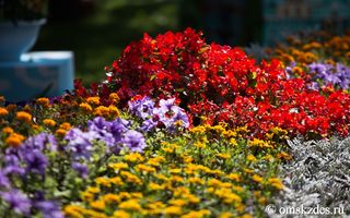 Омские власти обещают летом высадить полтора миллиона цветов
