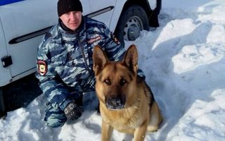 Полицейская собака Грэй по запаху нашла вора авторегистраторов