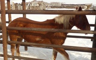 В селе Омской области сорвалась кража лошади