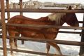 В селе Омской области сорвалась кража лошади