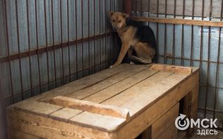 В "Спецавтохозяйстве" Омска слишком быстро убивали бездомных собак