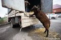 В Омске на национальном празднике разыграют барана