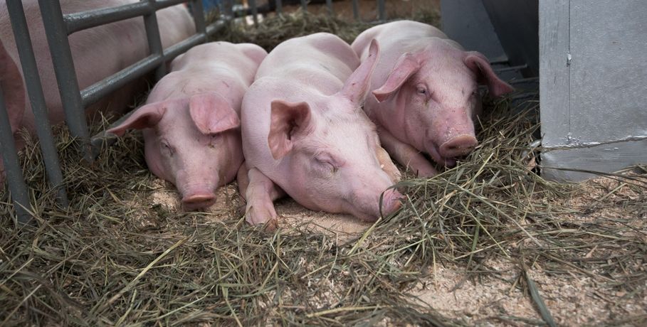 Африканская чума свиней полностью исчезла в Омской области