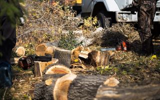 Омские чиновники попытались оправдаться за срубленные деревья