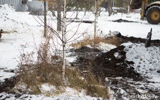 В Омске вместо снесенных тополей начали высаживать липы