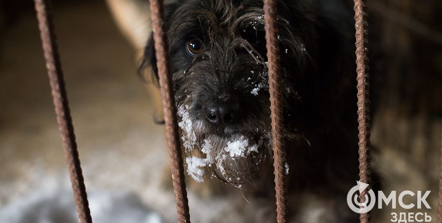 Омских ловцов собак заставят создать фотобазу пойманных животных
