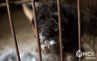 Омских ловцов собак заставят создать фотобазу пойманных животных