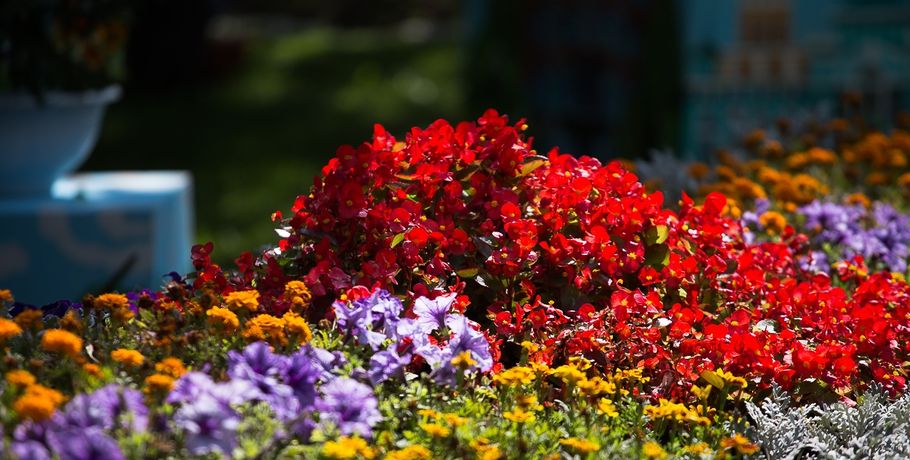 В хризантемах из Москвы в Омск проник калифорнийский цветочный трипс