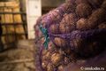 В Омской области картофель сажают под контролем ГЛОНАСС