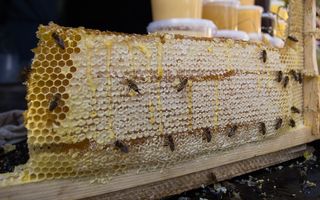 Омские пчелы дают "правильный" мед