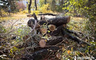 Омское правительство нашло деньги на борьбу с опасными деревьями