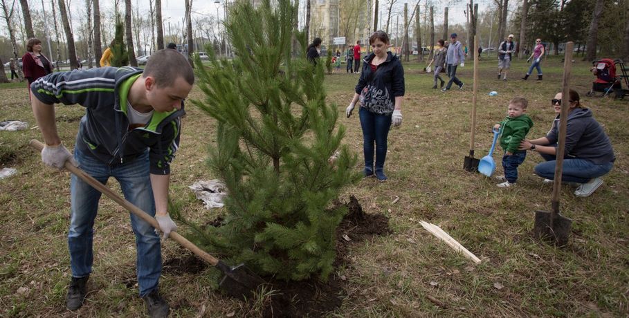 В Омске просят сдать макулатуру для деревьев в парке