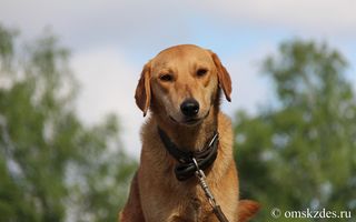 Жители Омска хотят выгуливать собак в парках на специальных площадках