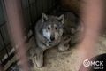 Количество жалоб на жестокое обращение с животными в Омске выросло