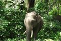 Слон в Индии стоит от 4 тысяч долларов
