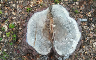 В Омской области чёрные лесорубы спилили деревьев почти на 3 млн рублей