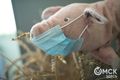 В Омске выявлен свиной грипп