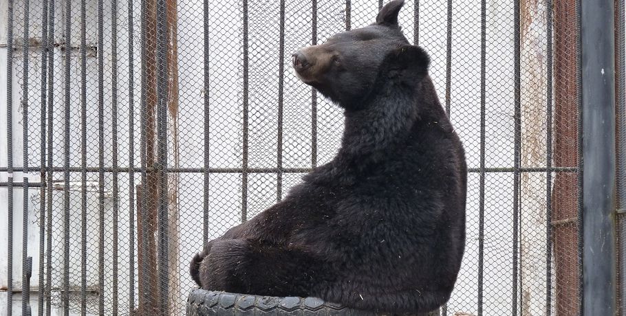 После зимней спячки омские медведи начали медитировать