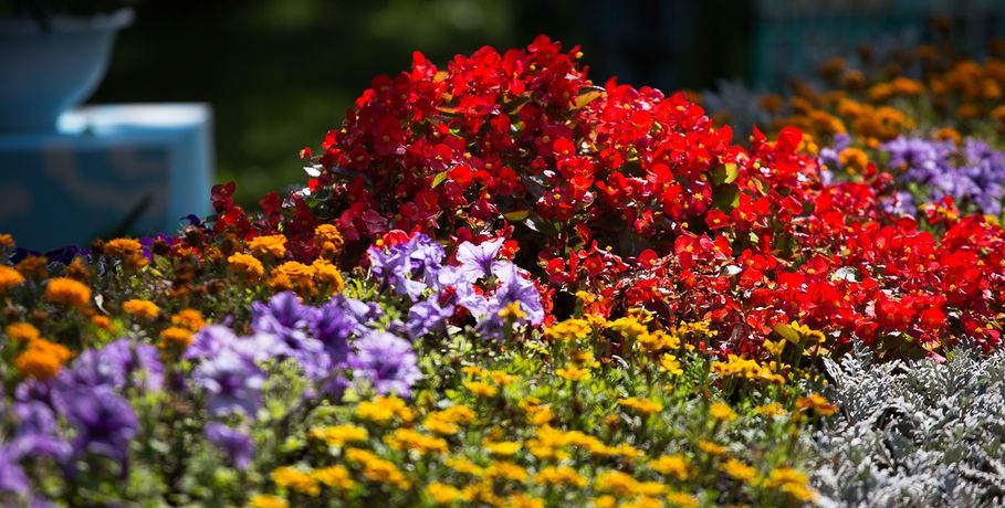 Ко Дню Победы в Омске высадят первые цветы