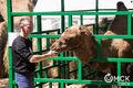 Ветеринарам в Омске готовы платить более 200 тысяч рублей