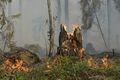 В Омске на Сыропятском тракте загорелся лес у дороги
