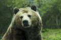 Омич получил срок за убийство медведя