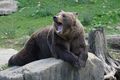 В Омске дикий медведь откусил мужчине руку