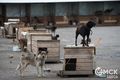 Для бездомных собак ремонтируют ветеринарный блок