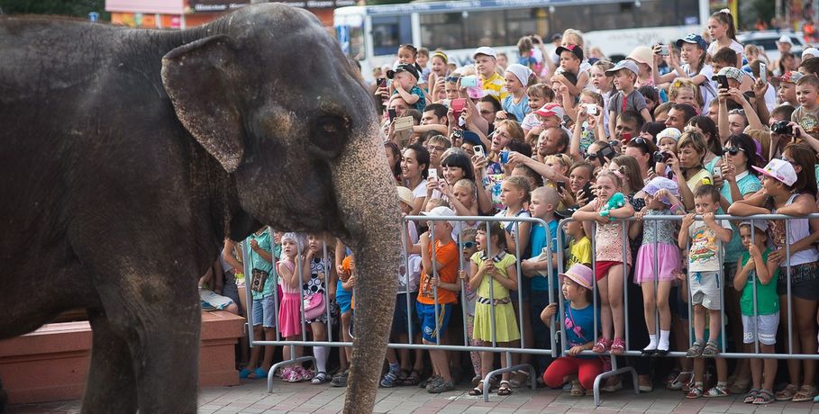 В Омске слону на улице устроили спа-процедуры