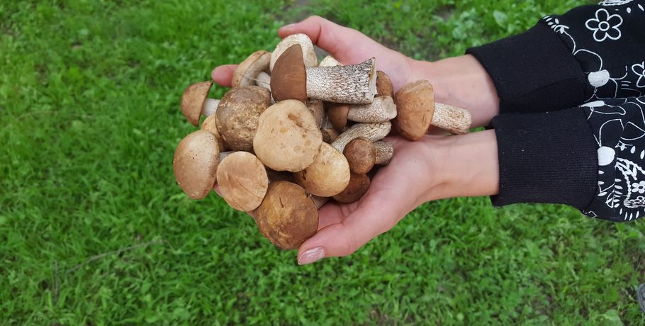 Самый ценный – белый гриб. Правила тихой охоты в Омской области