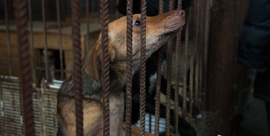 В Омске ввели карантин из-за собаки, покусавшей хозяев