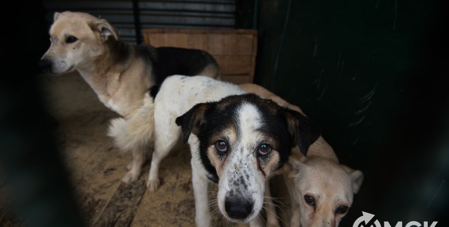 Бездомных собак в Омске поддержат тяжёлым роком